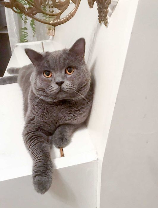 Одесса Вязка клубный шотландский прямоухий кот не британский