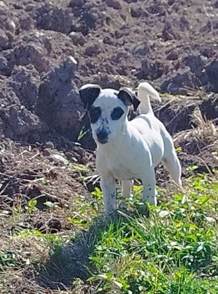 Szczeniak Jeck Russell Terrier
