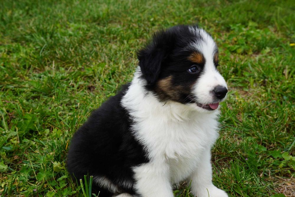 Border Collie piesek trikolor