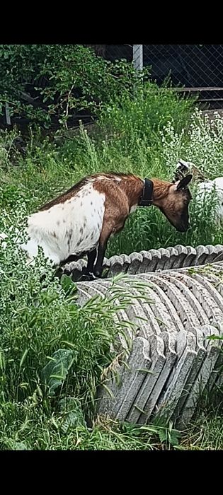 Камерунская козочка
