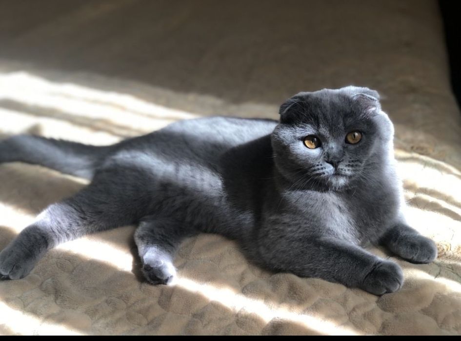 Шотландські кошенята