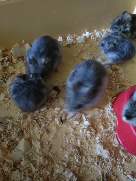 Джунгарский хомяк