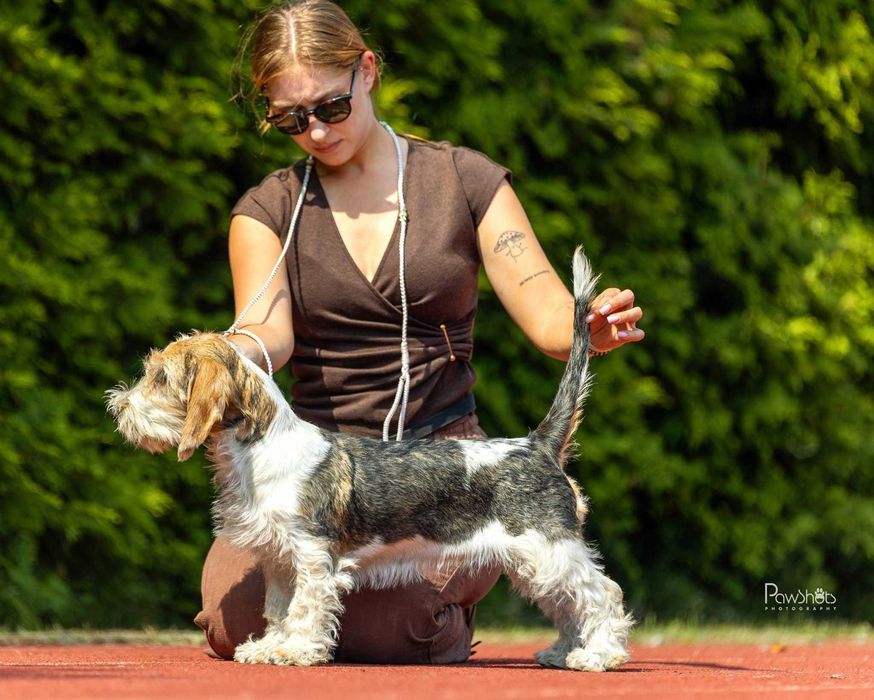 Petit Basset Griffon Vendeen, PBGV, Mały Basset