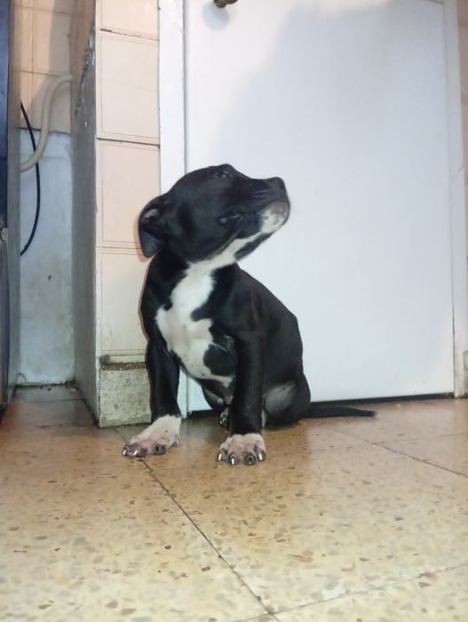 Cadelinha super meiga