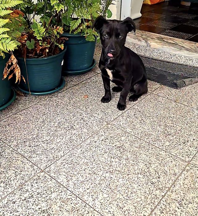 Cadelinha porte pequeno