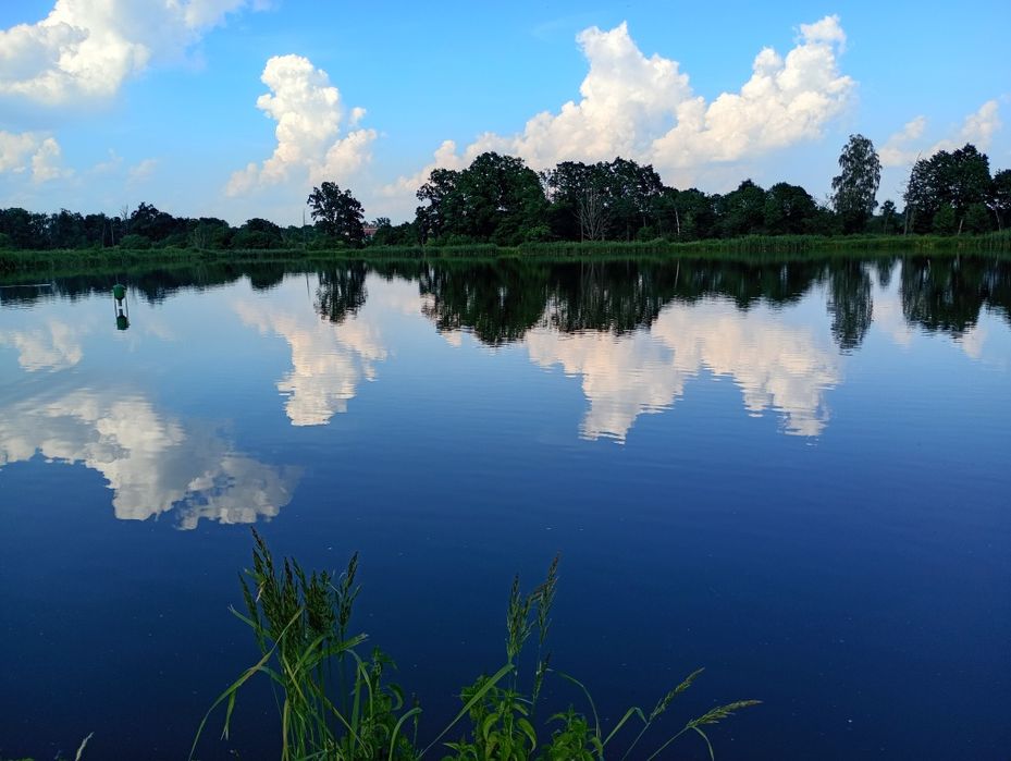 Karp żywy karp królewski