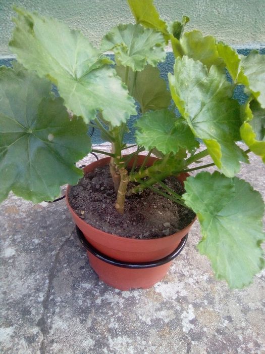 Suporte para vaso em ferro trabalhado novo!