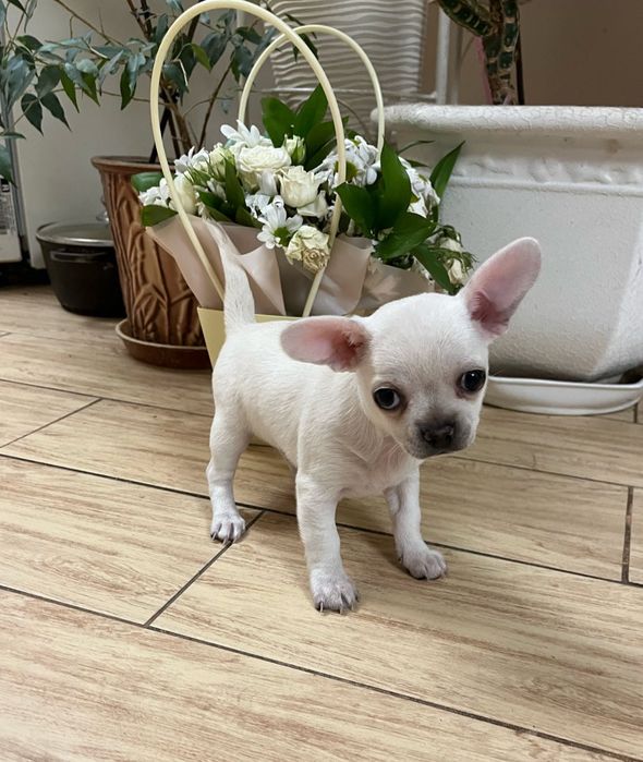 Міні дівчинка чіхуахуа