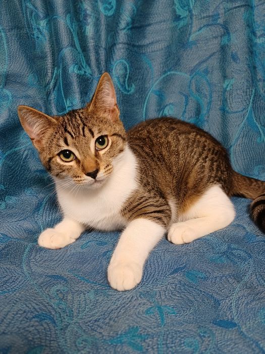 полосатый котенок мальчик ищет дом! котята в хорошие руки!
