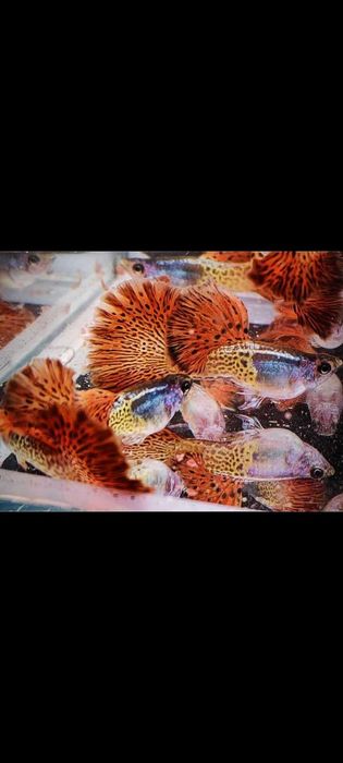 Gupik gupiki Metal Red Lace