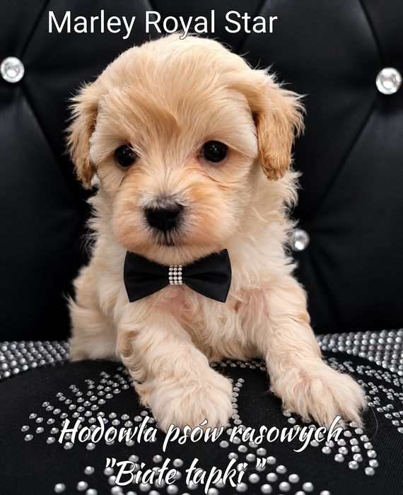 Piesek Maltipoo miniaturka