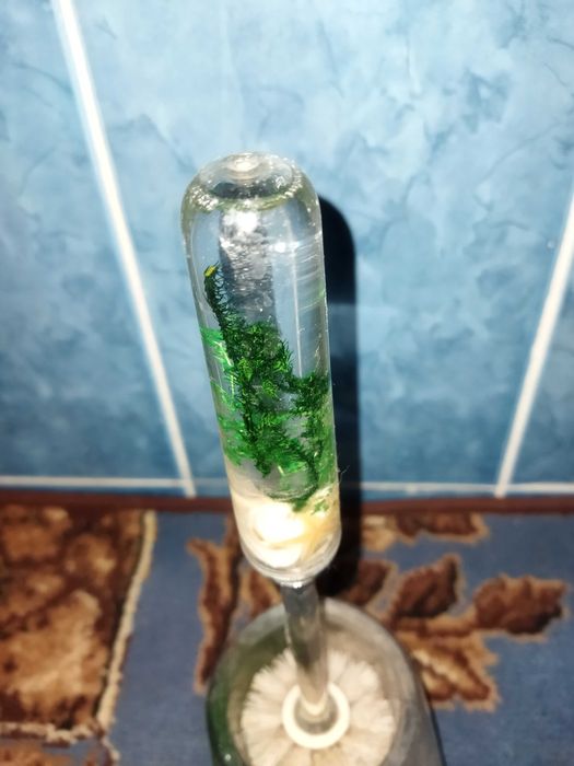 Йоржик для унітаза ракушки, водорості