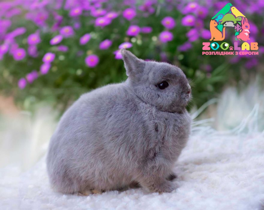 ЄС розплідник кроликів, порода Нідерлндський карлик