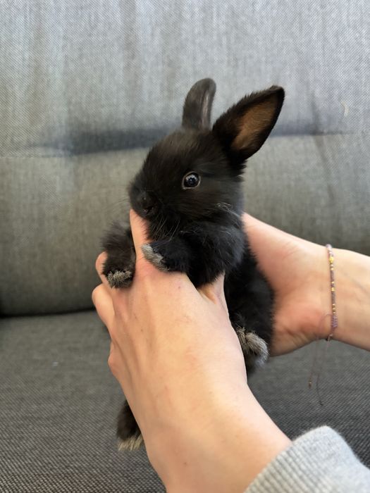 Królik miniaturka karzełek Teddy Mini Lop