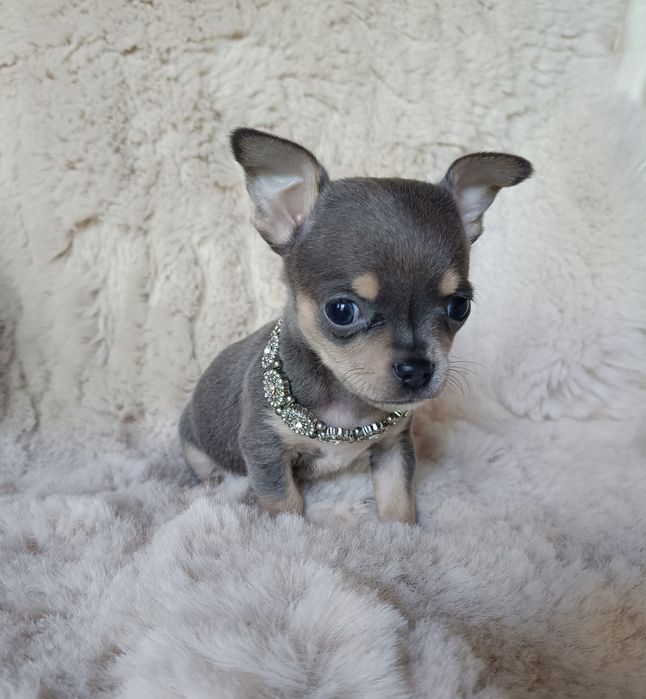 Chihuahua piesek