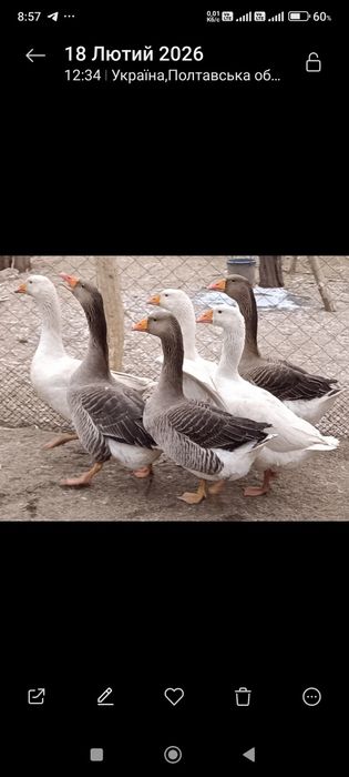 Гуси домашні, породисті  Гусенята