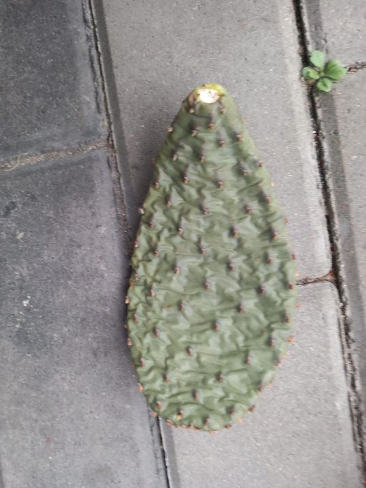 Sadzonki opuncji, zimuje w gruncie