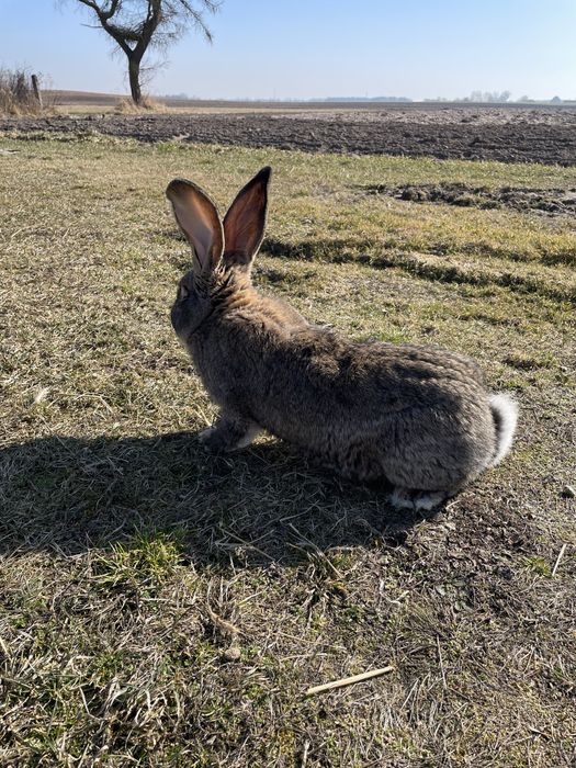 Olbrzymy belgijskie szare