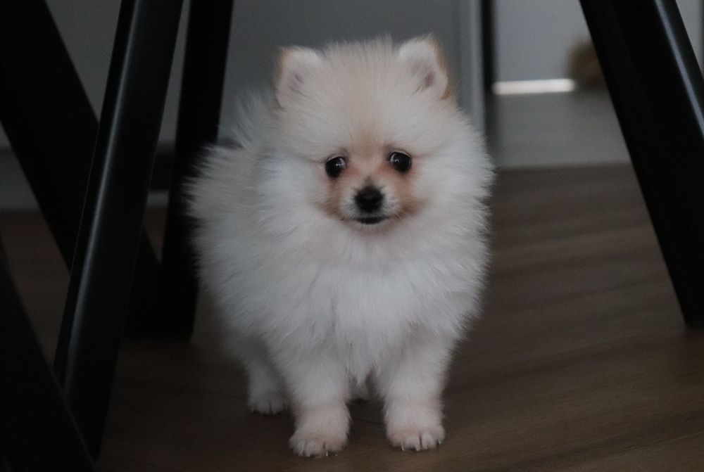Pomeranian, szpic miniaturowy, rodowód