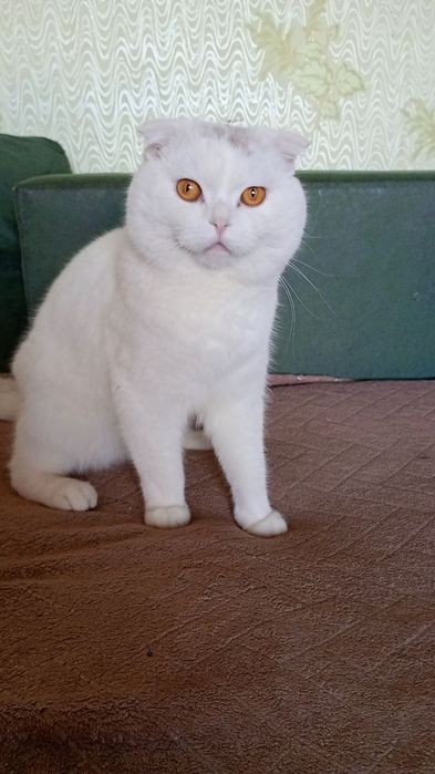 Кошенята ScottishF
Scottish Fold
09.06.2026

Мама Scottish Fold попеляста 

Татко Scottish Fold білий

За детальною інфо і для броні звертатися в пп