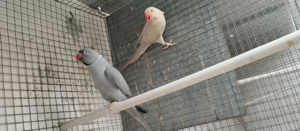 Ringnecks cinzentos 2025