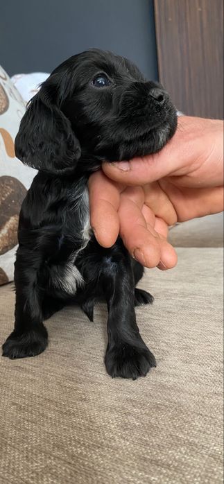 Cocker spaniel piesek