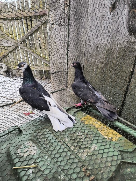 Murzyny Zamojskie 2 pary