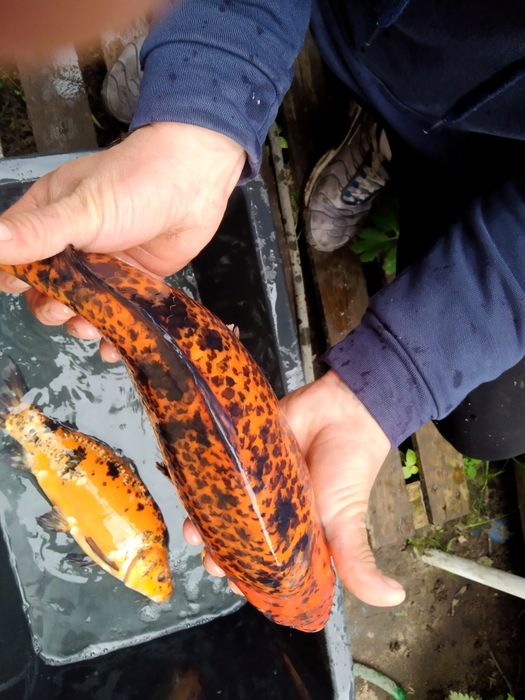 Złota orfa amur sandacz karp koi