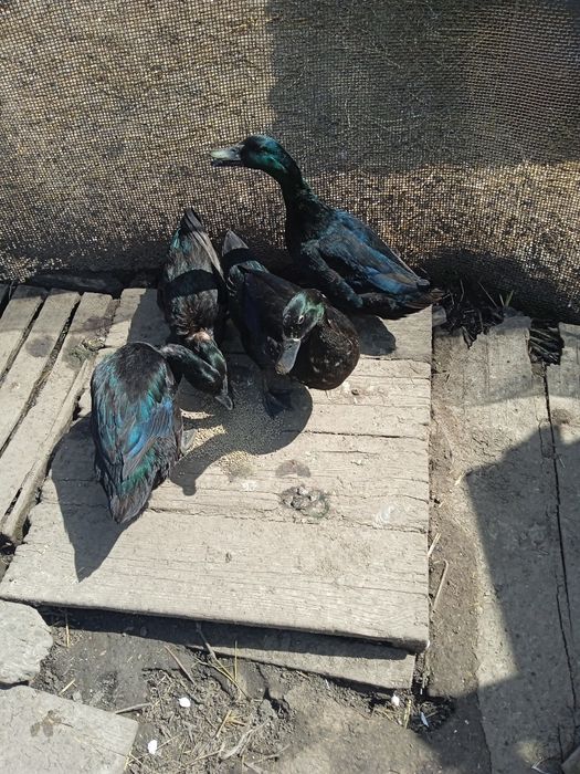 Продам. Инкубационные яйца уток каюга.