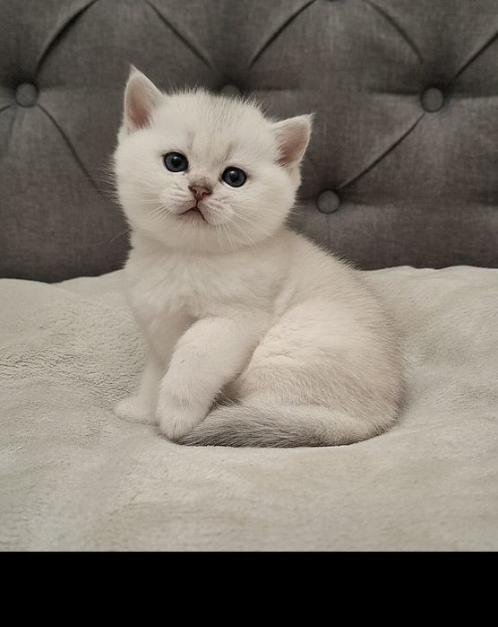 Серебристая шиншилла