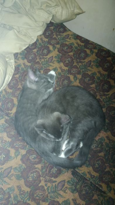 Отдам в хорошие и добрые руки пятерых прекрастных девочек)