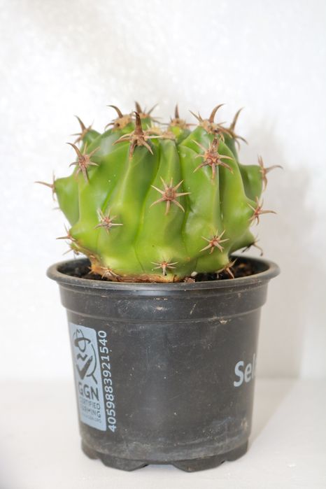 Vendo vários cactos