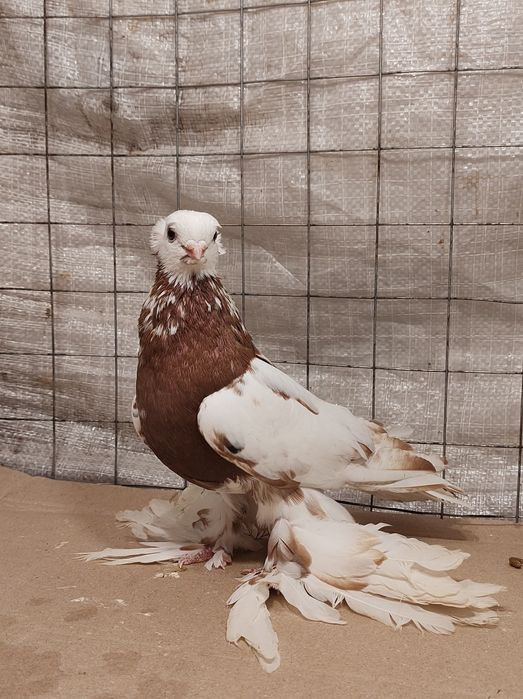 Узбеки, узбекські різної масті