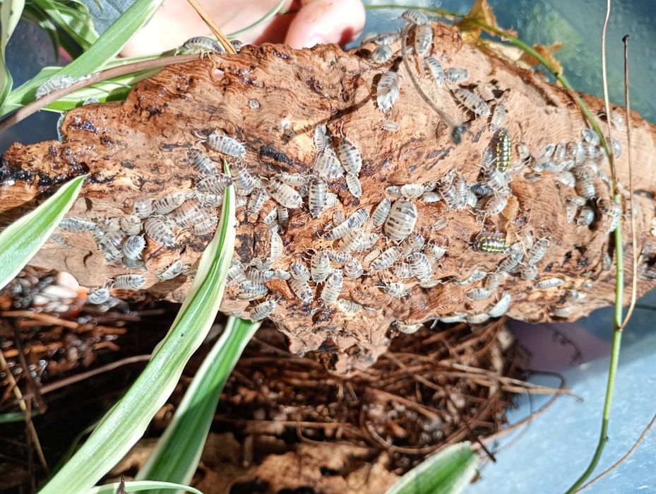 Isopods dairy cow równonogi