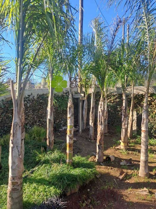 Coqueiros a partir de 1 metro de tronco! Palmeiras / Coqueiro / Jardim