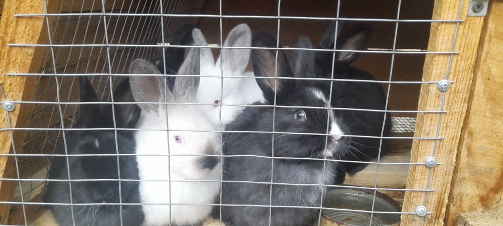 Молодняк кроликів різних порід
