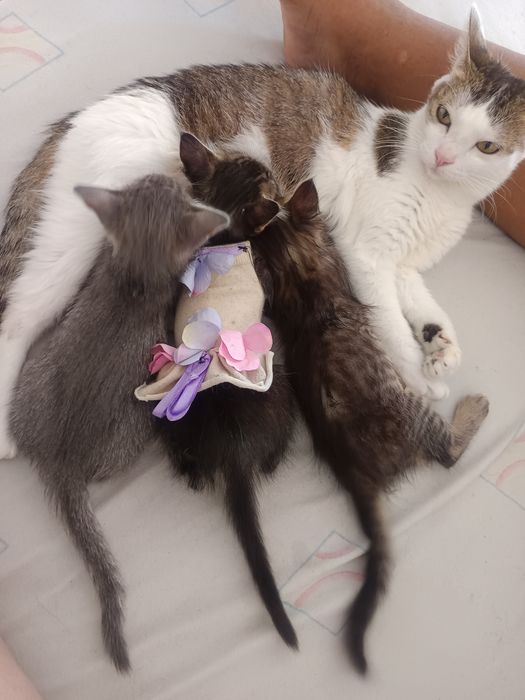 Dou filhote de gato