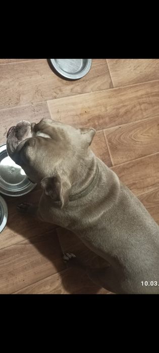 Французский бульдог бесплатно