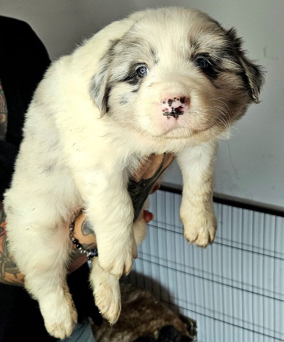 Piesek Border Collie ZKwP FCI błękitnooki