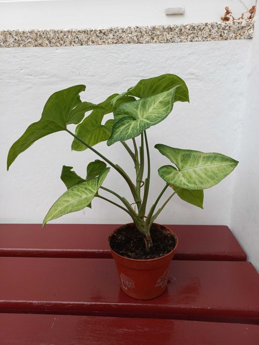 Syngonium Arrow - piękny kwiat - domowa nadprodukcja