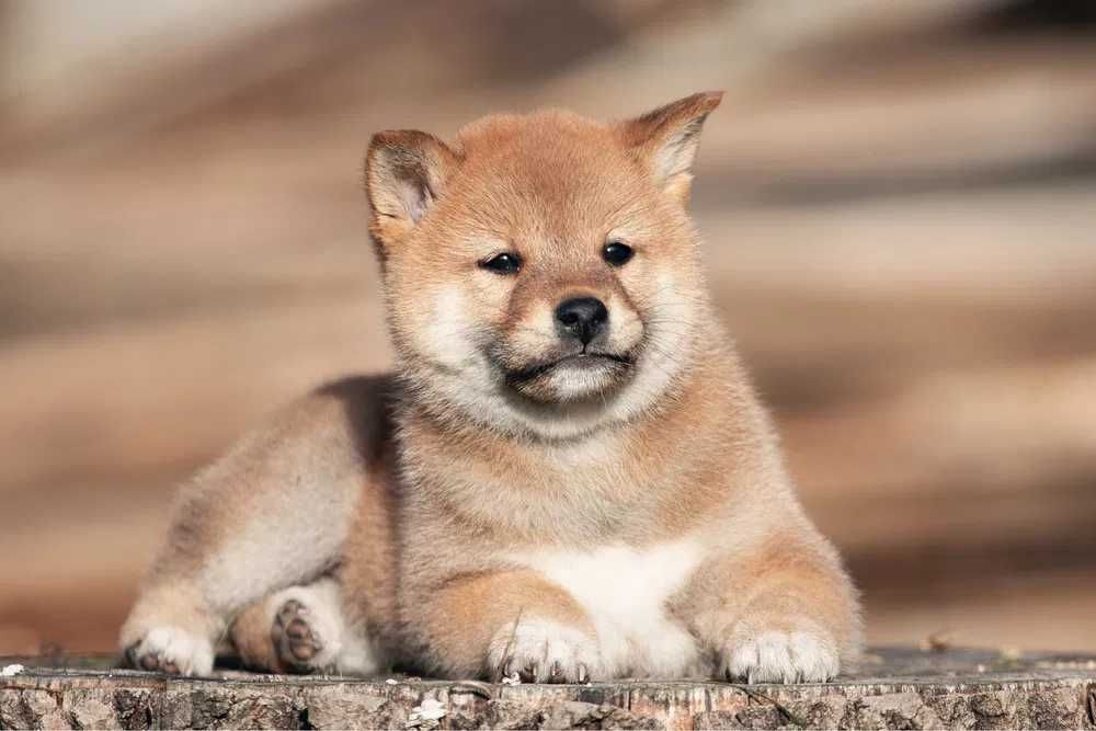 SHIBA INU disponível