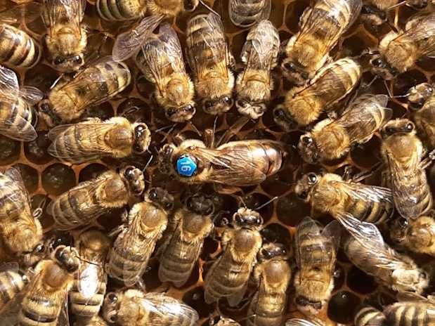 Matki pszczele Krainki linii Alpejka i Dobra