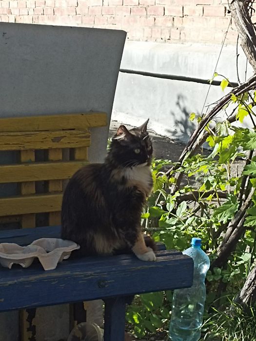 Віддам кішку. Домашня, проте не привчена до лотка, не стерилізована.