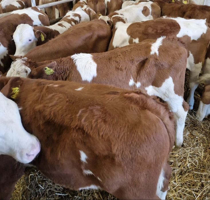 Cielęta mięsne byczek jałóweczka simental