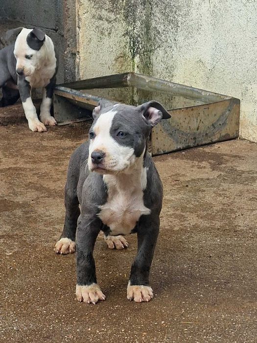 AMERICAN STAFFORDSHIRE TERRIER Canil Of Greatwarriors