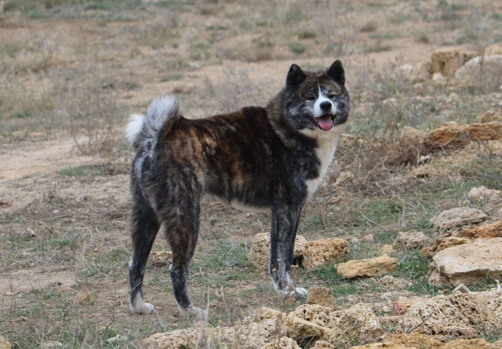 Akita inu japonês c/lop