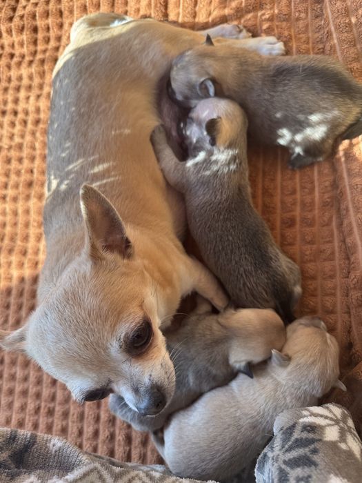 Chihuahua piesek