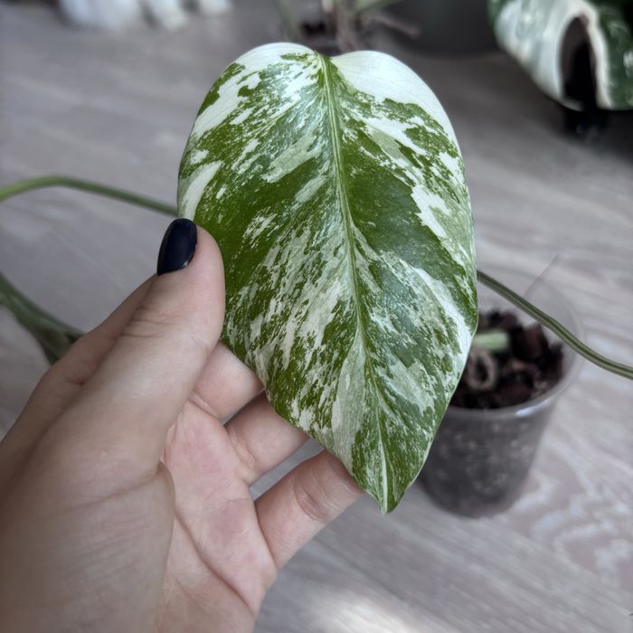 Монстера Альба на 3 листочка