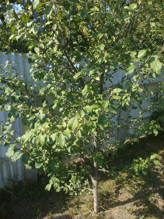 Продам саджанці сливи сорту угорка та зімниця