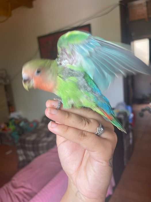 Agapornis criado a mão